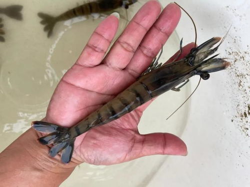 畝賺30萬 年賺近300萬 廣東養蝦人連續6年賺大錢,居然都用同一招