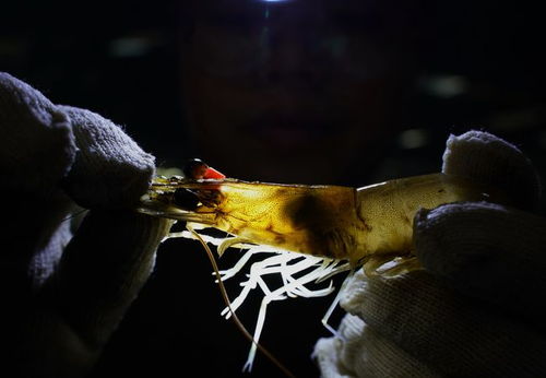 經濟 河北曹妃甸 工廠化繁育蝦苗忙