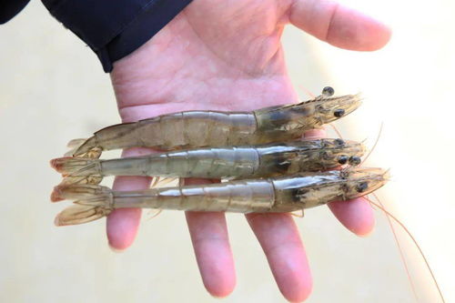 蝦塘變紅,意外的卻轉危為機,兩畝蝦塘賺了40萬 這是怎么做到的 他靠這個克服了裸甲藻