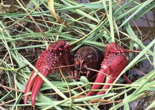 2018蝦稻養(yǎng)殖戶有補貼嗎 50畝以上的每畝補貼300元