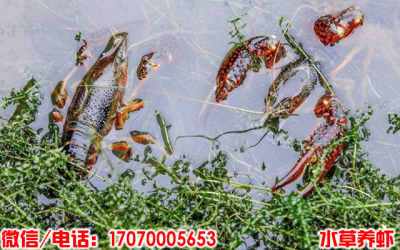 麟游縣野生蝦苗價錢多少 麟游縣人工繁殖蝦苗報價