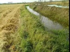 蝦苗不上田的四大誤區(qū),看看你中了幾招