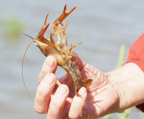小龍蝦養(yǎng)殖 避開集中上市,提早賣蝦,這份技術指導要收藏