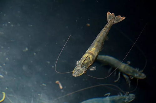 廣東海興農(nóng) 科技興農(nóng)繪水產(chǎn)種業(yè)藍圖