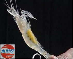 小白蝦初期養(yǎng)殖指導 海水養(yǎng)殖 海水養(yǎng)殖 水產(chǎn)養(yǎng)殖網(wǎng)