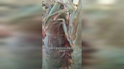 厲害 119天的中盟蝦苗,讓蝦農(nóng)驚嘆