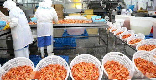 渤海水產(chǎn)專心養(yǎng)蝦 蝦苗占領近半北方市場