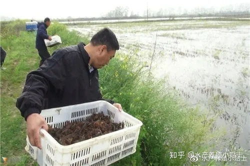 小龍蝦放苗注意事項有哪些 怎樣才能提高苗種成活率