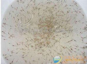 蝦苗 幼體 批發(fā)價格 廠家 圖片 食品招商網(wǎng)