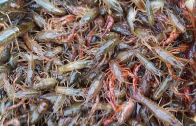 龍蝦苗培育技術：從選種到出池的全程管理