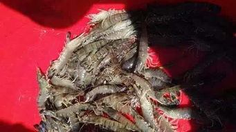 斑節王蝦苗強勢來襲 90天17頭，2.8畝盈利21萬，成活高風險低