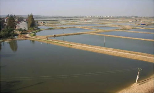 喜訊！溧陽蝦苗基地獲評江蘇省電子商務特色產業園，未來發展可期