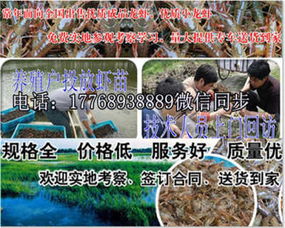 金臺∕小龍蝦苗全新報價表 誠信經營，優質蝦苗批發