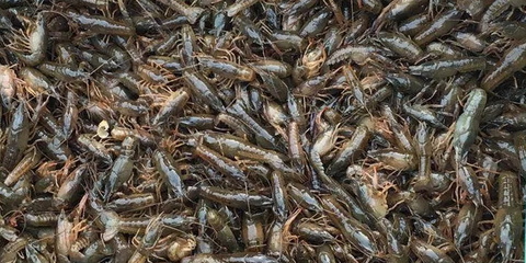 蝦苗價格波動如過山車 養殖戶如何應對市場風險？