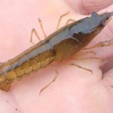 泉湖蝦苗水產養殖場 專業供應高品質羅氏沼蝦苗