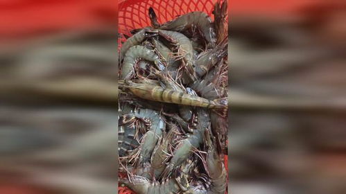 養殖利器 128天的中盟斑節對蝦蝦苗為何得此稱號