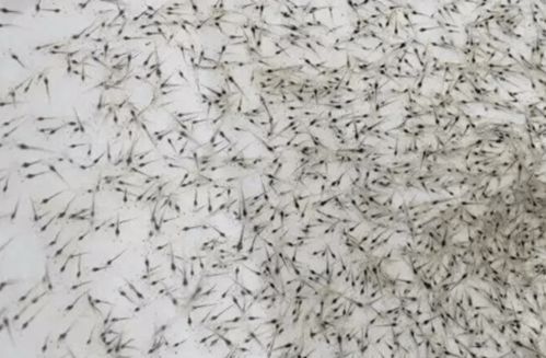 九大招教你選好蝦苗 魚健康使用案例與蝦苗篩選方法