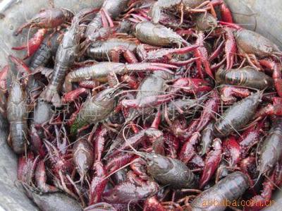 優質干蝦、蝦米與河蝦產品介紹