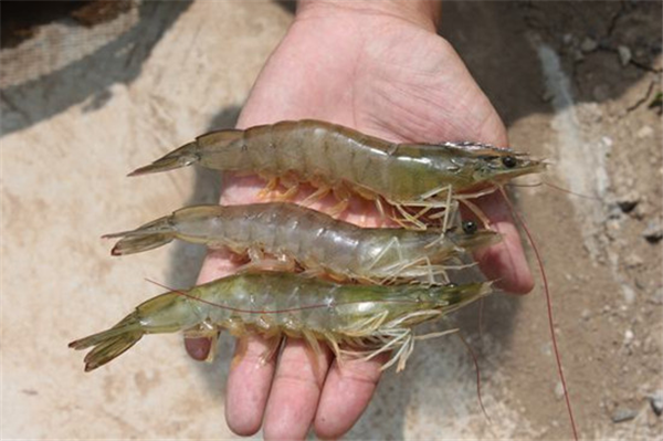 南美白對蝦苗的培育與管理