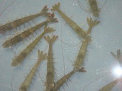 蝦苗投放與喂養(yǎng)指南 一畝地放多少蝦苗及每日飼料用量