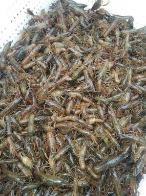 專(zhuān)業(yè)青蝦苗出售，優(yōu)質(zhì)蝦苗助您養(yǎng)殖成功