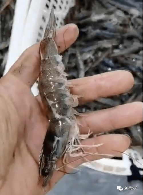 利洋II 2蝦苗在廉江車(chē)板地區(qū)養(yǎng)殖大獲成功