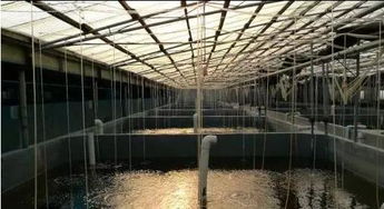 南北強(qiáng)強(qiáng)聯(lián)合 廣東海茂與黃驊金匯水產(chǎn)共拓北方2000億蝦苗市場(chǎng)