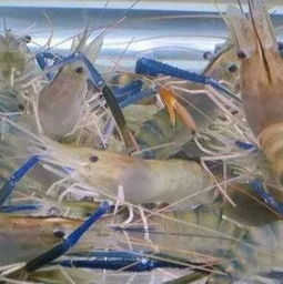 大學(xué)教授跨界創(chuàng)業(yè)，培育蝦苗成市場(chǎng)搶手貨