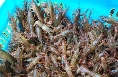 小龍蝦苗的放養(yǎng)時(shí)機(jī)與放養(yǎng)前注意事項(xiàng)