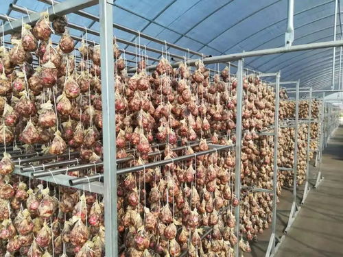 我最喜歡的南京老字號(hào)評(píng)選活動(dòng)——蝦苗篇