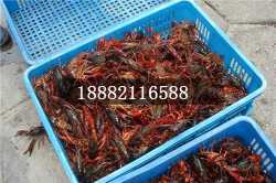 德宏商品蝦投放時(shí)間及蝦苗電話(huà)咨詢(xún)指南