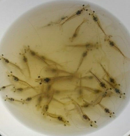 南美白對(duì)蝦一代蝦苗的特色與鑫世源水產(chǎn)在樂(lè)山的養(yǎng)殖優(yōu)勢(shì)