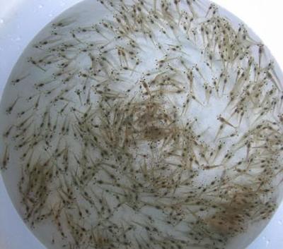 優(yōu)質(zhì)蝦苗供應(yīng) 青蝦苗、河蝦苗與日本沼蝦苗