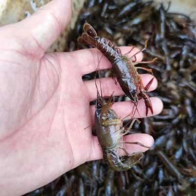 蝦苗批發(fā)價(jià)格與行業(yè)趨勢(shì)分析