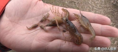 千畝蝦塘疑遭投毒，養(yǎng)戶(hù)損失慘重