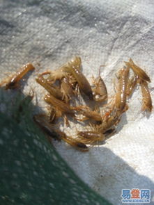 孝感蝦苗產(chǎn)業(yè) 政策扶持與生態(tài)養(yǎng)殖齊頭并進(jìn)