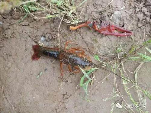 為什么投放蝦苗尤其是野生小龍蝦蝦苗時(shí)需要馴化