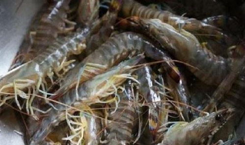 基圍蝦養(yǎng)殖條件及方法介紹 蝦苗管理為核心