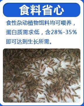 延川澳洲淡水龍蝦苗價(jià)格行情與技術(shù)實(shí)踐考察指南