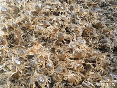 解析農(nóng)村水產(chǎn)養(yǎng)殖 蝦苗繁育的盈利優(yōu)勢(shì)與市場(chǎng)前景