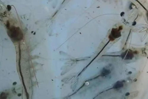 蝦苗行業(yè)噩耗 “玻璃苗”怪病肆虐，廣東苗場(chǎng)面臨嚴(yán)峻挑戰(zhàn)